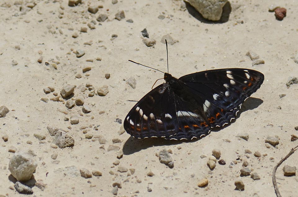 Emozione.... Limenitis populi